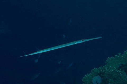 Bluespotted cornetfish (Fistularia commersonii), dive site House Reef, Mangrove Bay, El Quesir, Red