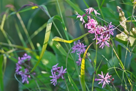 Cuckoo's campion (Silene flos-cuculi), flower, Peene Valley River Landscape Nature Park,