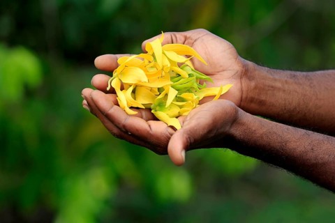 Ylang-ylang (Cananga odorata), petals, Nosy Be, Annonaceae, Madagascar, Africa