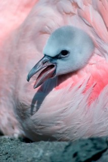 Chilean chilean flamingo (Phoenicopterus chilensis)