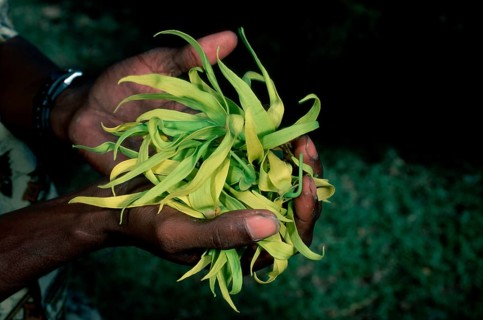 Hand with Alangilang flower, Madagascar (Cananga odorata)