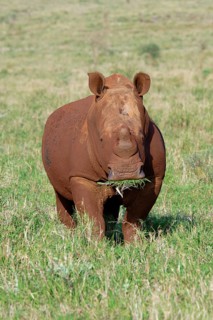 White rhinoceros, white rhino or square-lipped rhinoceros (Ceratotherium simum) covered with red