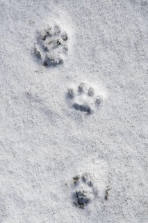 Close-up of footprints showing paw pads from stoat, short-tailed weasel (Mustela erminea), ermine