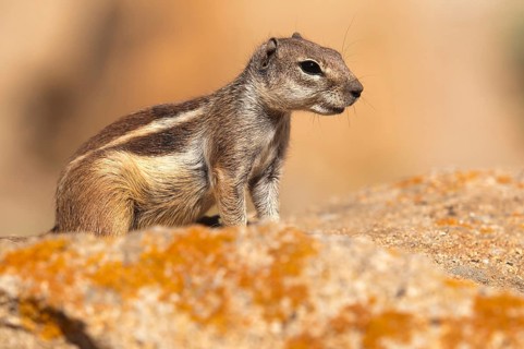 Barbary ground squirrel (Atlantoxerus getulus), chipmunk, Atlantic squirrel, ground squirrel,