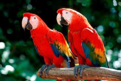 Scarlet macaw (Ara macao)