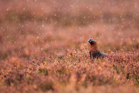 Red Grouse ( Lagopus lagopus scoticus) Rain, Cairngorms National Park, Scotland, United Kingdom,