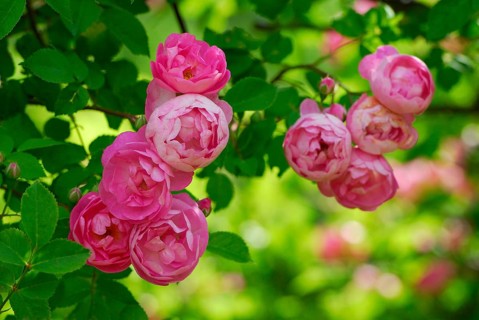 Climbing rose 'Raubritter' (Rosa Macrantha) Kordes 1936