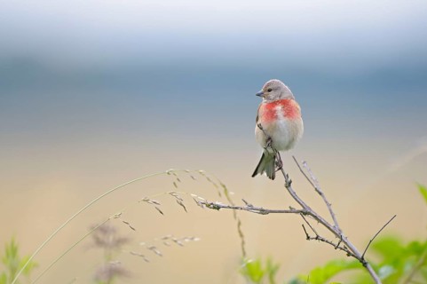 Blood linnet, male, Dingdener Heide nature reserve, North Rhine-Westphalia, Germany, Europe
