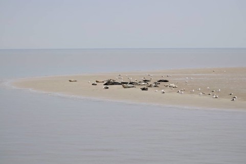 Harbor seals (Phoca vitulina) and grey seals (Halichoerus grypus), on sandbank at low tide, Texel