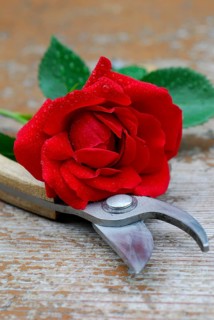 Rose, Climbing rose sympathy, Rose shears, Garden shears