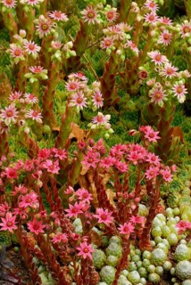 Houseleek (Sempervivum) Hey Hey, Cobweb-Skovtrolds Triumph