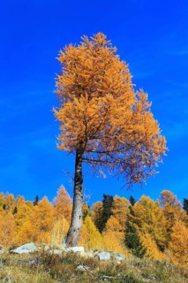 European larch ( Larix decidua) , nwald, Switzerland, Europe