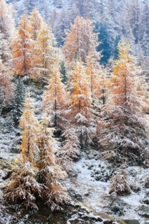 Larch forest , Larch, Valais, Switzerland, Europe