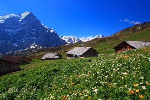 Wetterhorn, Grosse Scheidegg, Bernese Oberland, Switzerland, Europe