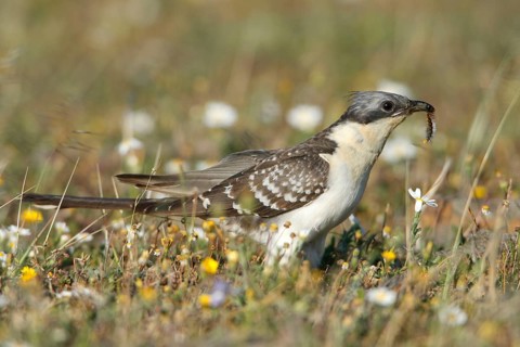 Great Spotted Cuckoo (Clamator glandarius) with caterpillar, Portugal, cuckoos, side, Europe
