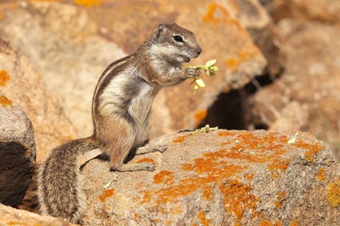 Barbary ground squirrel (Atlantoxerus getulus), chipmunk, Atlantic squirrel, ground squirrel,