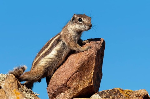 Barbary ground squirrel (Atlantoxerus getulus), chipmunk, Atlantic squirrel, ground squirrel,