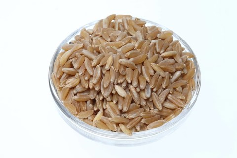 Khorasan wheat (Triticum turgidum × polonicum), also called kamut, is an old variety of spring