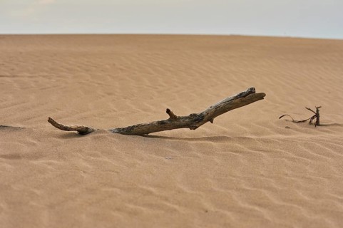 Old wood lying on the beach "Platja del Fangar", coast, nature reserve, ebro delta, Catalonia,