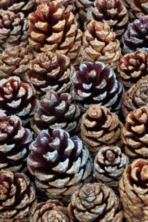 Scots pine ( Pinus sylvestris) pine, cone, Cairngorms National Park, Scotland, United Kingdom,