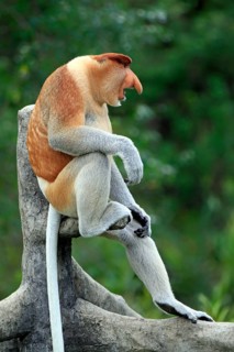 Proboscis Monkey (Nasalis larvatus), male, Labuk Bay, Sabah, Borneo, Malaysia, Asia