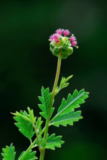 Red saxifrage (Pimpinella saxifraga)
