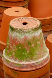 Flower pots with algae growth, clay pot, clay pots, clay flower pot, clay flower pots