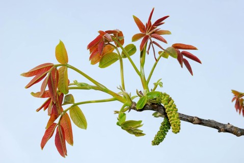 Persian walnut (Juglans regia) flowers and leaves