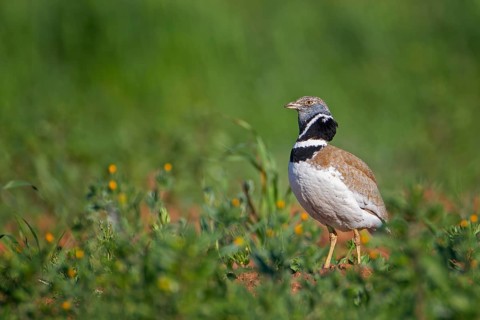 Little Bustard (Tetrax tetrax) mating male, La Serena steppe area, Extremadura, Spain, Europe