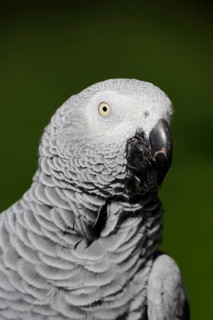 African grey parrot (Psittacus erithacus), portrait, captive, occurrence in Africa