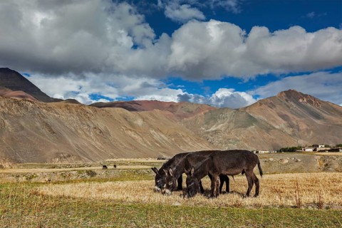 Donkeys grazing in Himalayas. Rupshu Valley, Ladakh India