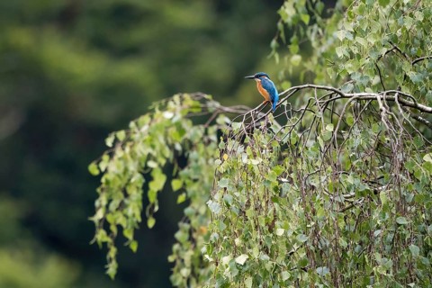 Common kingfisher (Alcedo atthis), sitting on a branch of a birch (Betula), Hesse, Germany, Europe