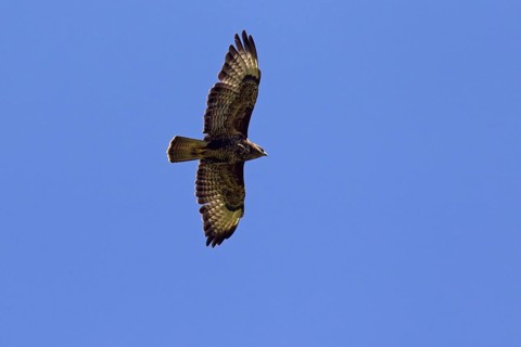 Common Buzzard (Buteo buteo) in flight against blue sky