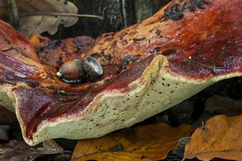 Beefsteak fungus, beefsteak polypore (Fistulina hepatica) ox tongue close up showing underside