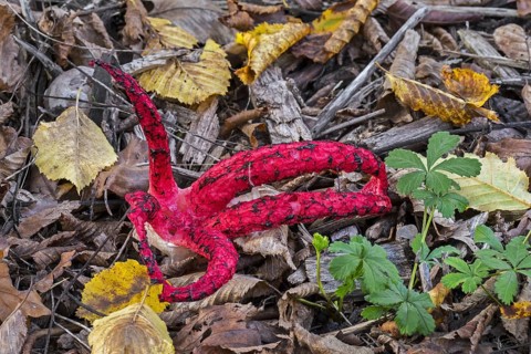 Octopus stinkhorn (Clathrus archeri), devil's fingers (Lysurus archeri) invasive fungus in Europe