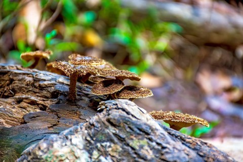 Some mushrooms sprouting on the trunk of a fallen tree in the middle of the tropical forest in