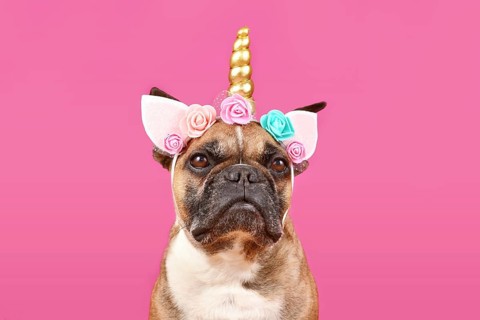 French Bulldog dog wearing unicorn costume headband with flowers and golden horn in front of pink