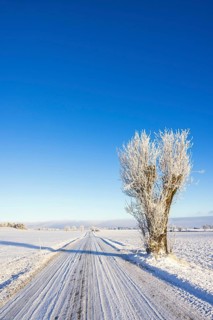 Long straight winter road with a pruned tree in a rural landscape with snow and frost in a cold