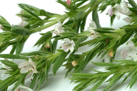 Summer savory (Satureja hortensis), also garden savory, true savory, pepperwort, family of the