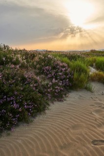 Beach "Platja del Fangar", Vegetation, nature reserve, ebro delta, Catalonia, Spain, Europe