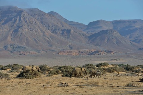Desert elephants or African elephants (Loxodonta africana), in the dry riverbed of the Huab,