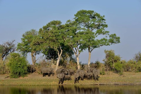 Elephant (Loxodonta africana) herd on the Cuando River, Bwabwata National Park, Zambezi Region,