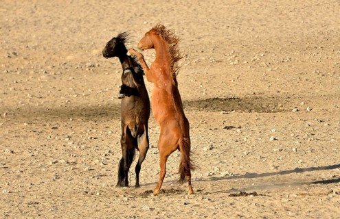 Fighting desert horses, Namib desert horses or Namibs (Equus ferus) near the waterhole of Garub,