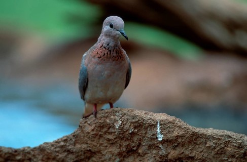 Laughing dove (Streptopelia senegalensis), Kruger National Park, South Africa, Kruger National