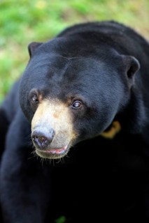 Malayan Sun Bear (Helarctos malayanus), male (Ursos malayanus)