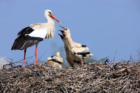 White stork (Ciconia ciconia) and young birds, at the nest, Philippsburg, Baden-Württemberg,