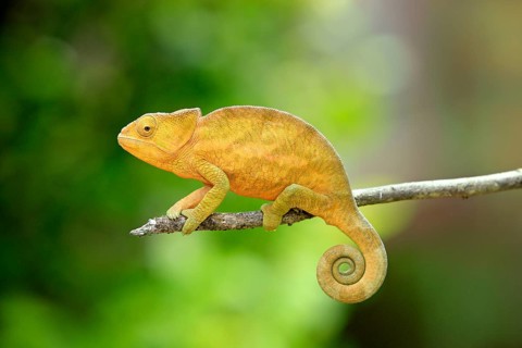 Ball-horned chameleon, young (Calumma globifer), side, Madagascar, Africa