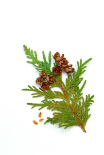Thuja occidentalis, Branch with cone (Thuja occidentalis) , Common thuja