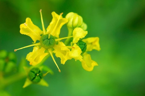 (Ruta graveolens) lozenge