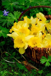 Daffodils (Narcissus) in the basket
